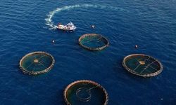 Karadeniz'in su ürünleri ihracatı ilk çeyrekte 85 milyon doları aştı