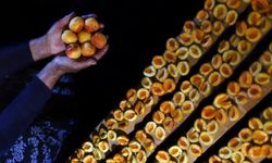 Malatya'dan yılın ilk çeyreğinde 66 milyon dolarlık kuru kayısı ihracatı