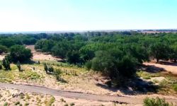 Moğolistan, çölleşmeyle mücadele için 2021'den bu yana 140 milyon ağaç dikti