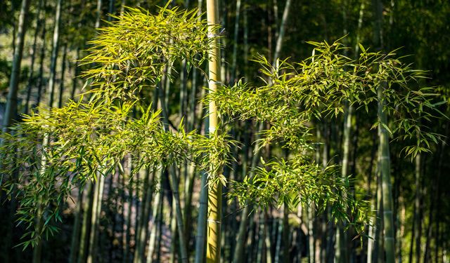 Bambu sektörünün yıllık üretim değeri 520 milyar yuanı aştı