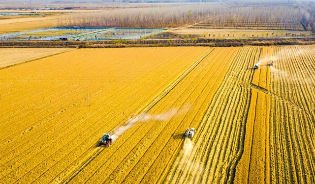 Çin, tarımsal modernleşme ve kırsal kalkınma planını açıkladı