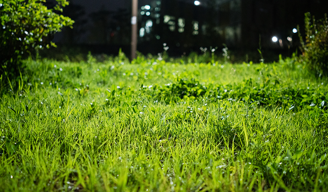 Çin'de "Sıfır Kirlilik" Sağlayan Mikrobiyal Yabani Ot İlacı Keşfedildi