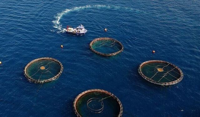 Karadeniz'in su ürünleri ihracatı ilk çeyrekte 85 milyon doları aştı