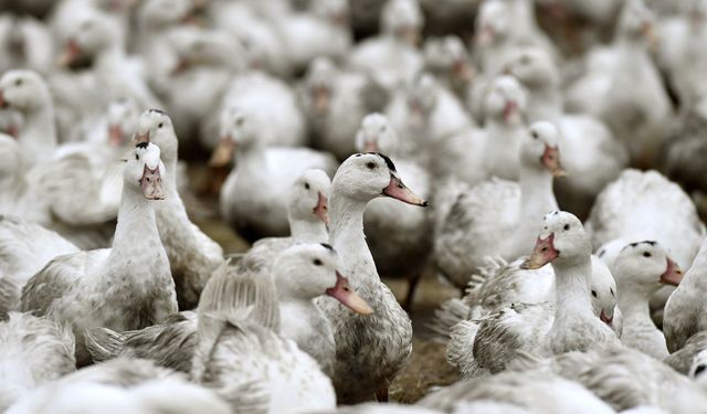Avustralya'nın H5N1 salgınıyla uzun süre mücadele etmesi bekleniyor