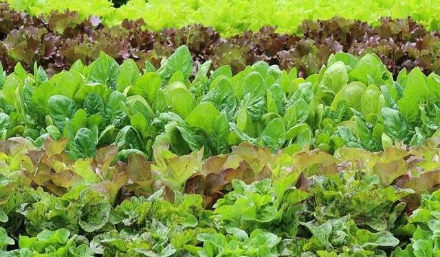 ABD'de marul kaynaklı çok eyaletli Cyclospora salgını 11.000 vakayı aştı