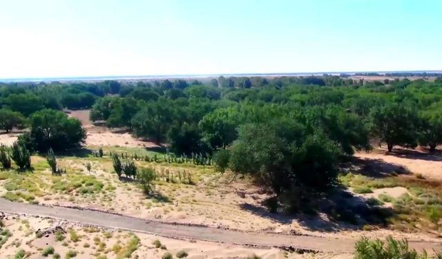 Moğolistan, çölleşmeyle mücadele için 2021'den bu yana 140 milyon ağaç dikti